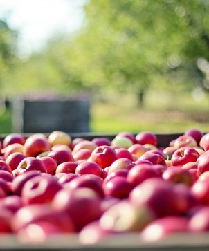 Apfel Jill Wellington From Pixabay